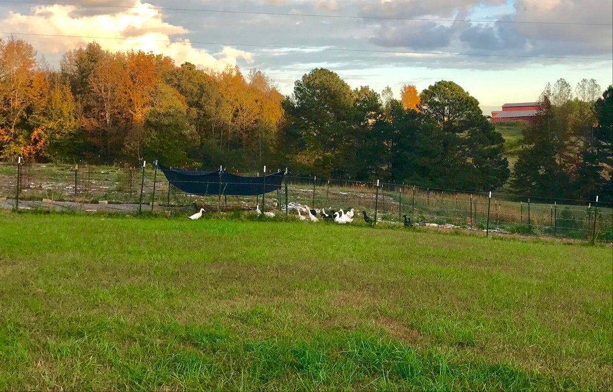 Will's Eden FarmToDoor Market