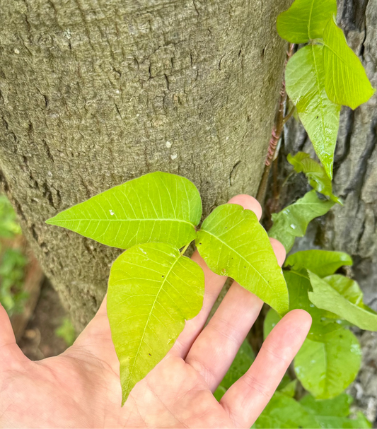 POISON IVY TINCTURE