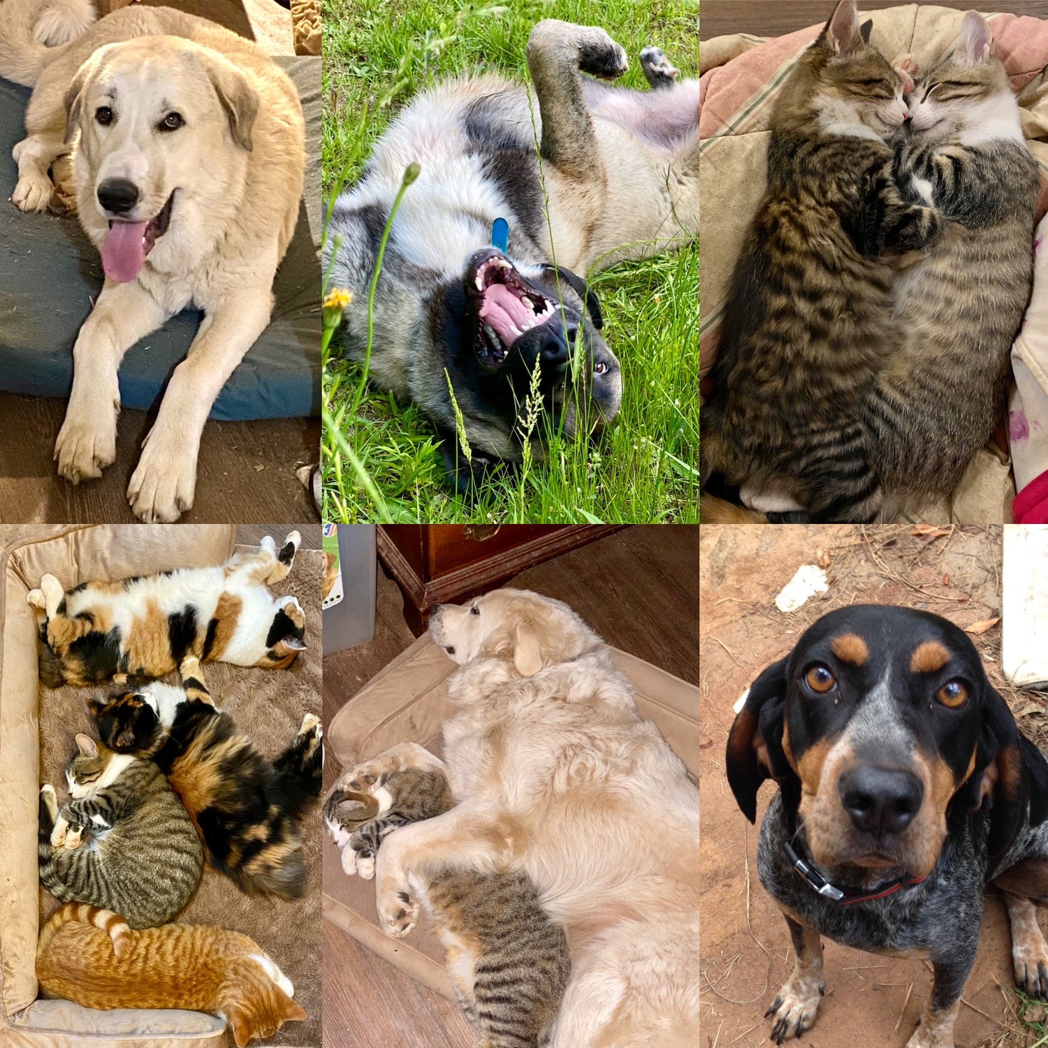 PET TREATS