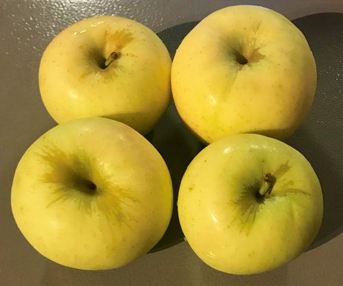 APPLES:  GINGER GOLD (1.5 lbs)