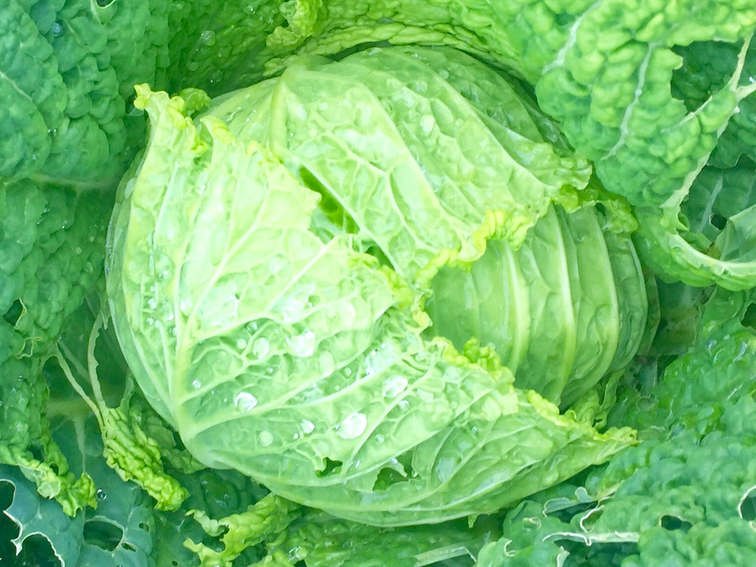 xx-NO MORE AVAILABLE THIS SEASON-xx- SAVOY CABBAGE--1 Head