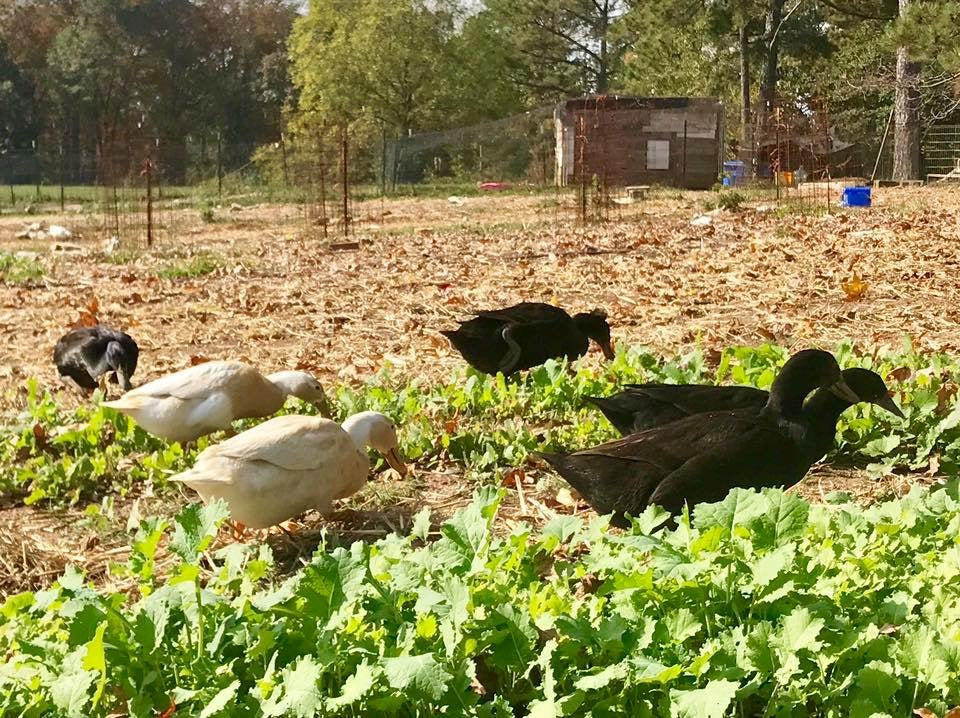 DUCK EGGS