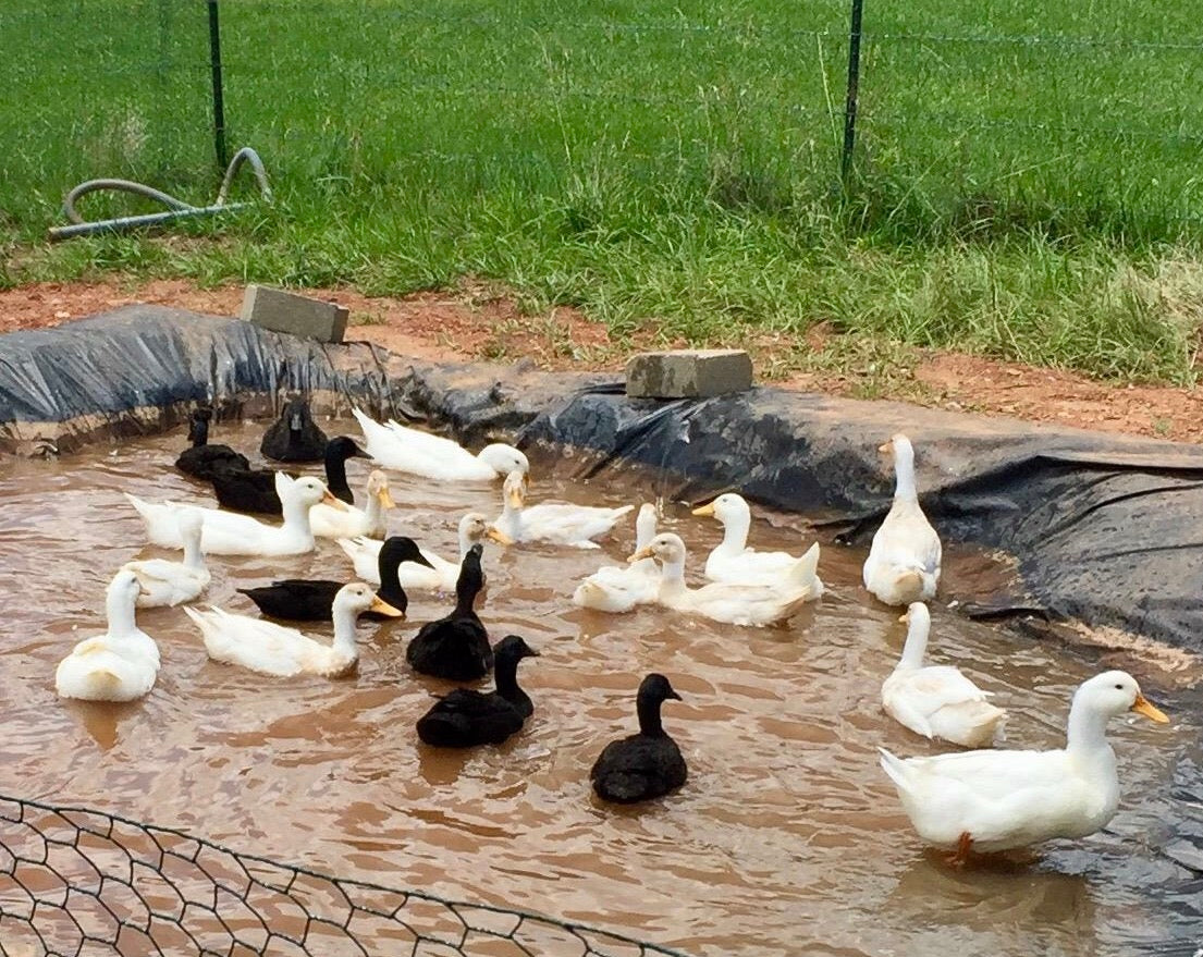 DUCK EGGS