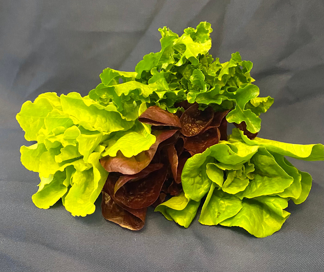 MIXED BABY LETTUCE HEADS