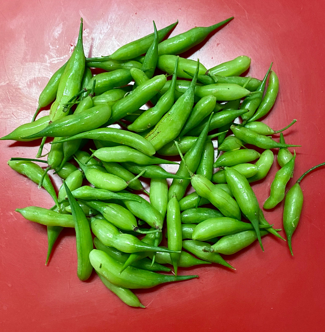 (*) RADISH PODS:  HAILSTONE, Hot