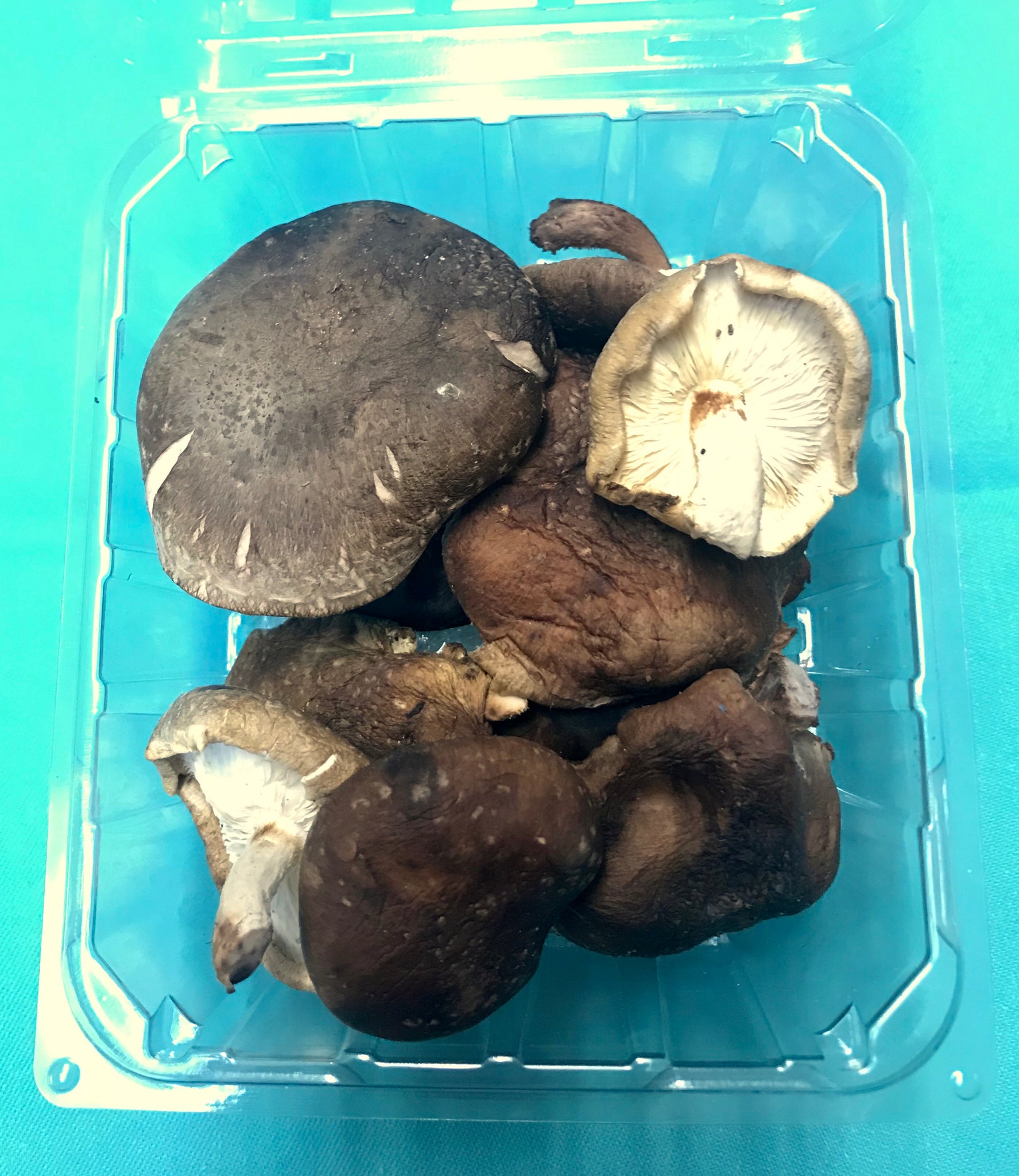 XX--NO MORE THIS SEASON--XX--SHIITAKE MUSHROOMS (1 pint) – Will's 