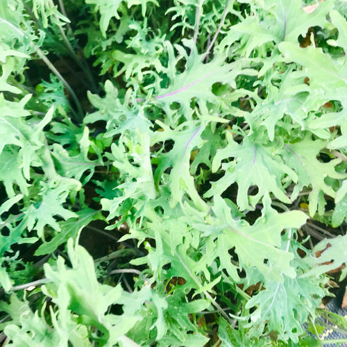 BABY GREENS:  RED RUSSIAN KALE (1/4 lb)