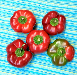xx-NO MORE THIS SEASON-xx-PEPPERS:  SWEET HUNGARIAN CHEESE (3/4 LB)